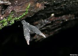 Attēlu rezultāti vaicājumam “Xylaria”