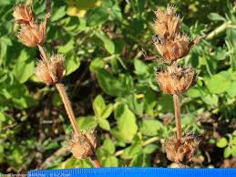 Attēlu rezultāti vaicājumam “Stachys officinalis bud”