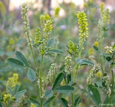 Attēlu rezultāti vaicājumam “Melilotus”