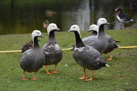 Attēlu rezultāti vaicājumam “Anser anser adult”