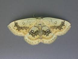 Attēlu rezultāti vaicājumam “Cyclophora annularia”