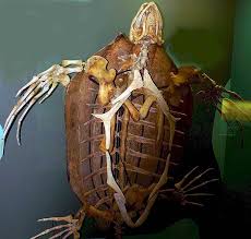 Image result for Dermochelys coriacea