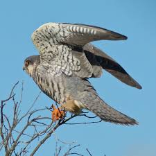 Image result for Falco amurensis