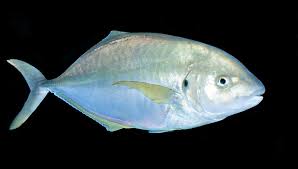 Image result for Pseudocaranx dentex