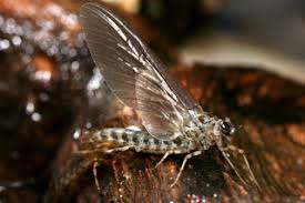 Attēlu rezultāti vaicājumam “Siphlonurus male”