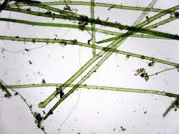 Attēlu rezultāti vaicājumam “Nitella sp.”