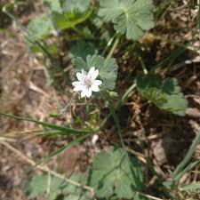 Attēlu rezultāti vaicājumam “Geranium pyrenaicum leaf”