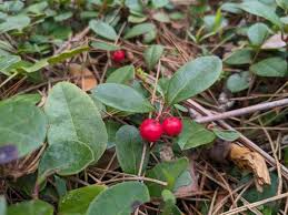 Attēlu rezultāti vaicājumam “Gaultheria cuneata”