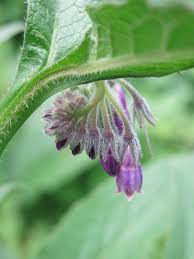 Attēlu rezultāti vaicājumam “Symphytum officinale bud”