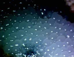 Attēlu rezultāti vaicājumam “Symphytocarpus flaccidus spores”