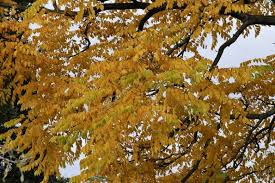 Attēlu rezultāti vaicājumam “Gymnocladus dioicus flower”