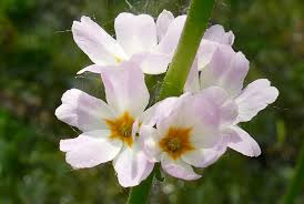 Attēlu rezultāti vaicājumam “Hottonia palustris flower”