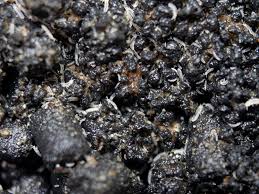 Attēlu rezultāti vaicājumam “Collembola”