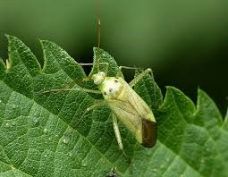 Attēlu rezultāti vaicājumam “Adelphocoris quadripunctatus”