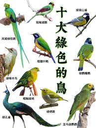 「綠羽毛」的圖片搜尋結果