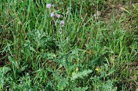 Attēlu rezultāti vaicājumam “Cirsium arvense”