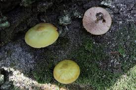 Attēlu rezultāti vaicājumam “Pluteus leoninus”