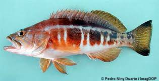Image result for Serranus atricauda