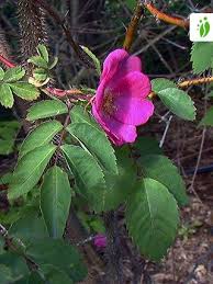 Image result for Rosengewächse