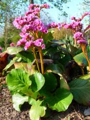 Attēlu rezultāti vaicājumam “Bergenia crassifolia”