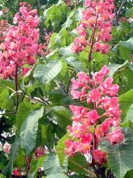 Attēlu rezultāti vaicājumam “Aesculus x hybrida flower”