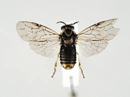 Attēlu rezultāti vaicājumam “Gilpinia”