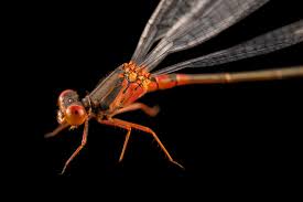 Attēlu rezultāti vaicājumam “Jalla dumosa imago”