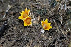 Attēlu rezultāti vaicājumam “Sphaerobolus stellatus”