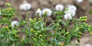 Attēlu rezultāti vaicājumam “Senecio vulgaris flower”