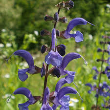 Attēlu rezultāti vaicājumam “Salvia pratensis”