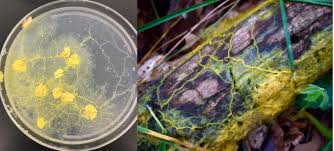 Attēlu rezultāti vaicājumam “Physarum nitens plasmodium”