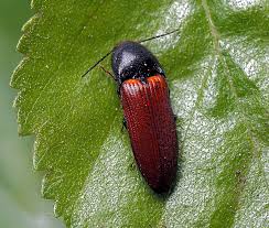 Attēlu rezultāti vaicājumam “Ampedus sanguineus”