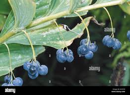 Attēlu rezultāti vaicājumam “Polygonatum multiflorum  fruit”