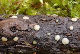 Attēlu rezultāti vaicājumam “Vibrissea decolorans”