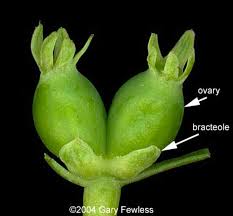 Attēlu rezultāti vaicājumam “Lonicera tatarica bud”