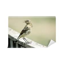 Attēlu rezultāti vaicājumam “Oenanthe oenanthe juvenile”