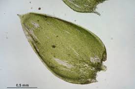 Attēlu rezultāti vaicājumam “Plagiothecium cavifolium”