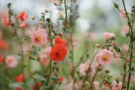 Image result for Alonsoa linearis