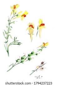 Attēlu rezultāti vaicājumam “Linaria vulgaris fruit”