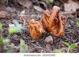 Attēlu rezultāti vaicājumam “Gyromitra gigas”