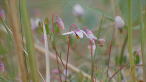Attēlu rezultāti vaicājumam “Oxycoccus palustris flower”
