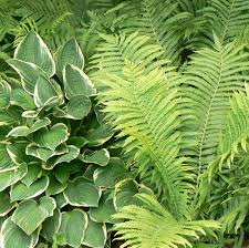 Attēlu rezultāti vaicājumam “Matteuccia struthiopteris”