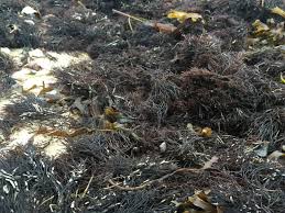 Attēlu rezultāti vaicājumam “Furcellaria lumbricalis”