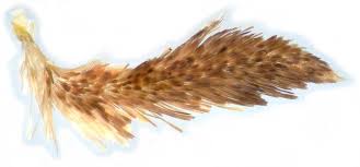 Attēlu rezultāti vaicājumam “Eulithis mellinata”