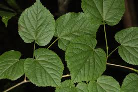 Attēlu rezultāti vaicājumam “Tilia platyphyllos subsp. platyphyllos”