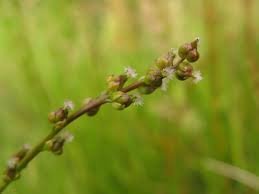 Attēlu rezultāti vaicājumam “Triglochin palustre fruit”