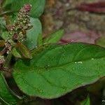 Attēlu rezultāti vaicājumam “Chenopodium polyspermum leaf”