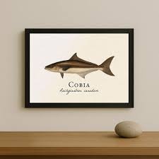 Image result for Rachycentron canadum