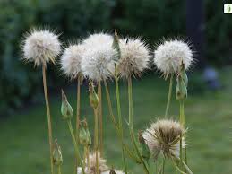 Attēlu rezultāti vaicājumam “Scorzonera humilis bud”