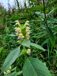 Attēlu rezultāti vaicājumam “Galeopsis speciosa leaf”